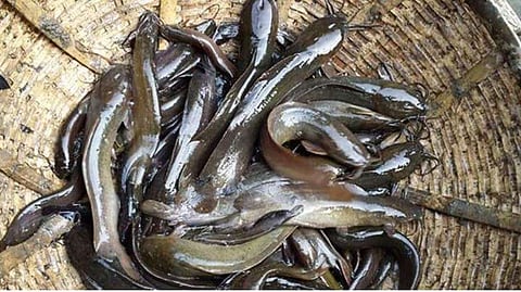 Magur Fish