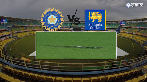 india vs sri lanka snake repellents pest controllers