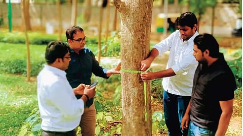 Tree Census