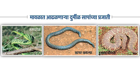 species of snakes