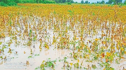 crops and lands in natural calamities Loss farmer relief will available quickly Portal developed by MahaIT