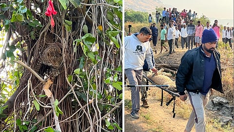 Leopard Life Saving