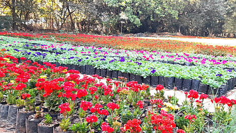 Flower Exhibition