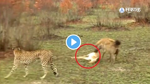 Viral Video