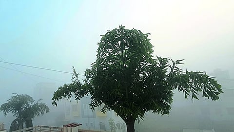 Saturday morning brought a blanket of fog over the vineyard.