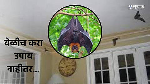 Vastu Tips