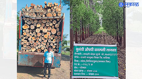 Ram Surse with a truck of wood & Sandalwood trees in a straight line.