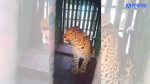 Leopard is in Cage