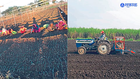 sowing