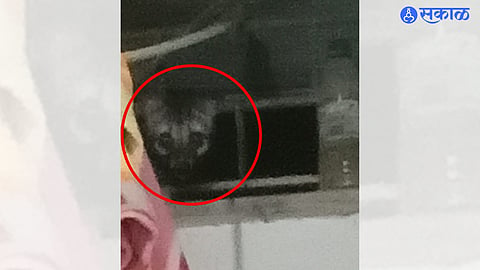Wild Animal Caught in Camera