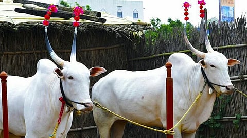 farmer from beed order pair of oxen from ad on facebook cheated for 95 thousand