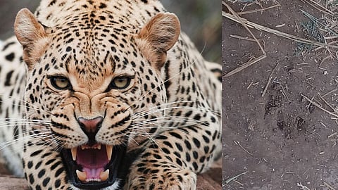 Leopard animal attacks Jharg and Mane Konheri solapur forest department