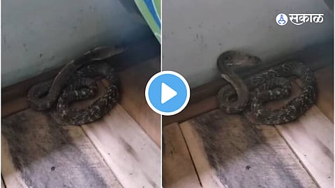Viral snake Video