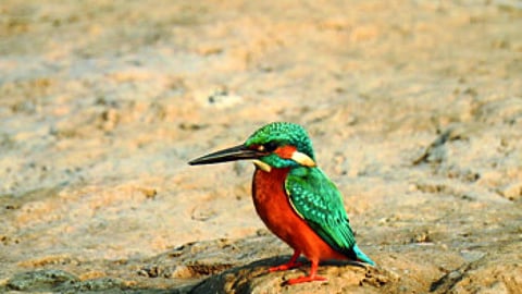 A bird spotted during a bird watching activity organized by Nisarga Mitra.