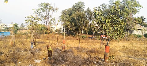 पाण्याअभावी झाडे लागली कोमेजू