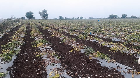 pumpkin farm