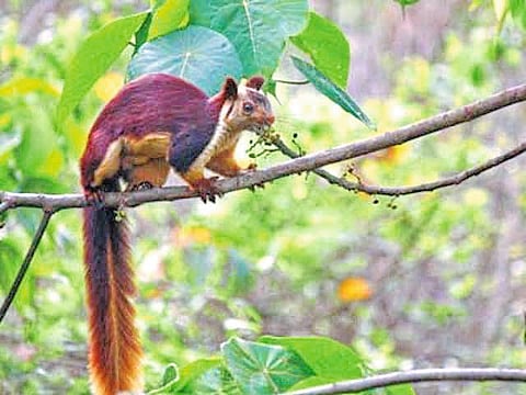 वन्यप्राण्यांची शिकार केल्यास
कठोर शिक्षा भोगावी लागणार