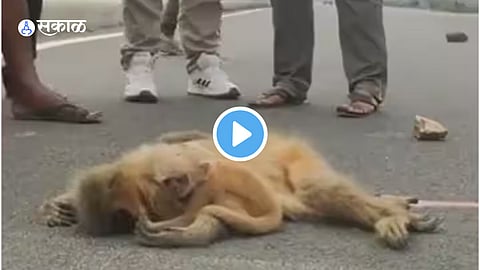 Viral Video
