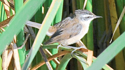 Bristled Grassbird