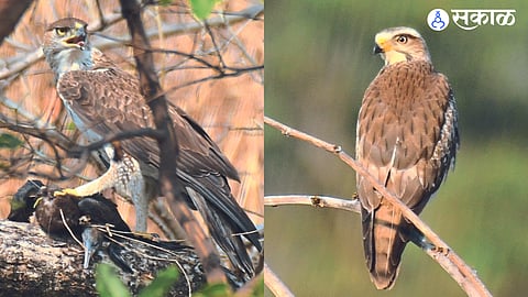 melghat birds
