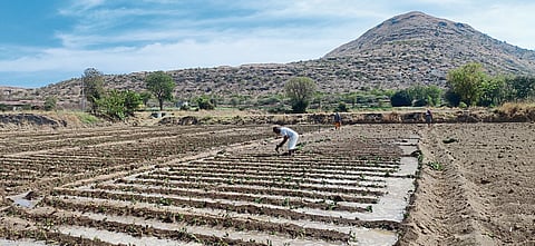 Farmers planting sweet potato which is widely known as fasting food