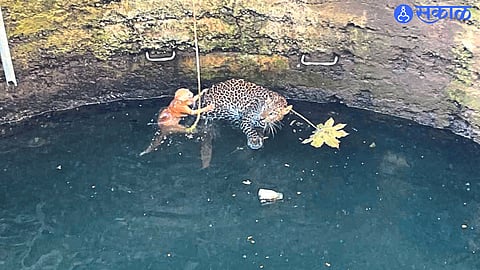A leopard and cat ying in a well at Thangaon