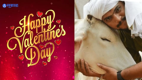 Cow Hug Day