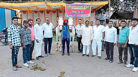 cattle market