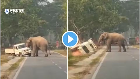Elephant
