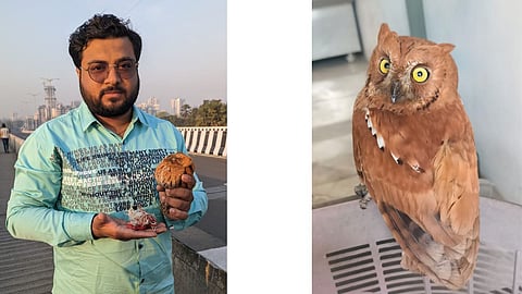 Rescue rare Oriental barn owl