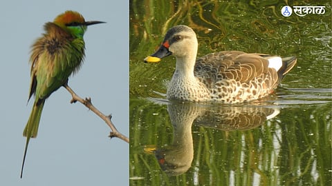 exotic birds