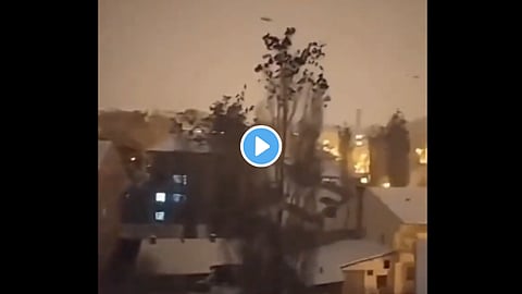 Turkey Earthquake birds Video