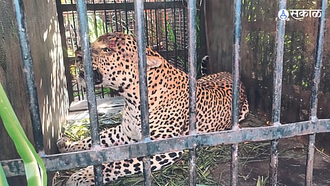 leopard