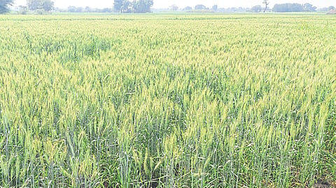 A wheat farm standing in the field in the area.