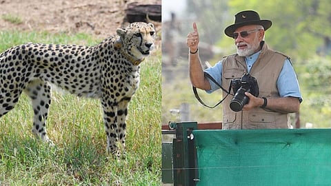 Cheetah Project India