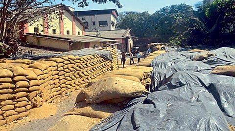 farmers Five thousand quintals of rice at wearhouse Contractor appointment stopped panvel
