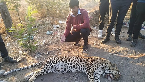 leopard killed