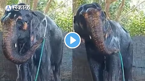 Viral Video
