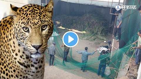 Leopard