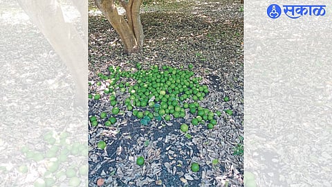 Lemons plucked in Prakash Hallij's garden