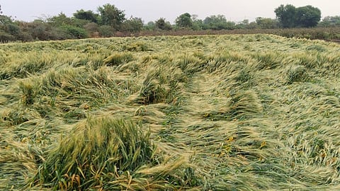 Heavy rain Mahalgaon crops damage Two cows died due to lightning weather