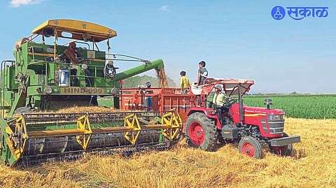 Local farmers harvesting wheat with a harvester