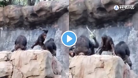 Viral Video