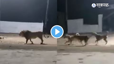 Viral Video