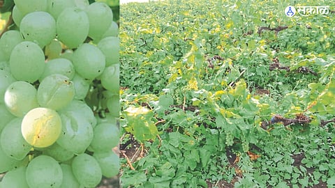 unseasonal rain Niphad grapes crops have collapsed nashik news