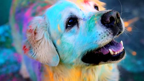 Holi Festival