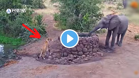 Viral Video