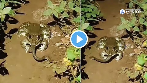 Video Viral