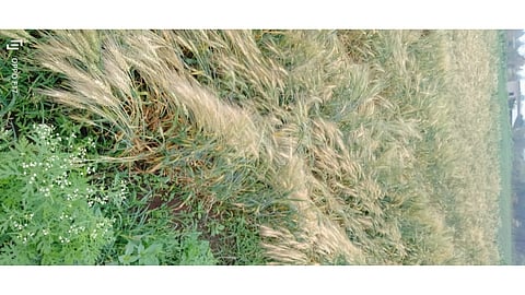 Unseasonal rain caused heavy damage to agricultural crops amalner jalgaon news