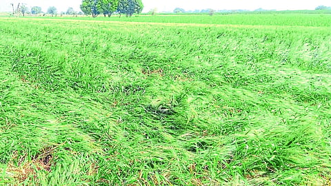 unseasonal rain damaged crops